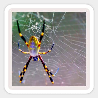 Orb Weaver Spider Sticker